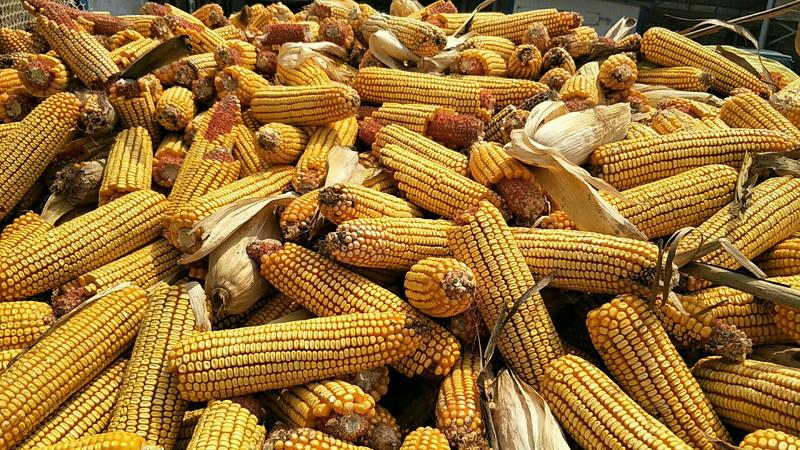 江苏徐州黄玉米20~30%玉米棒湿玉米干玉米