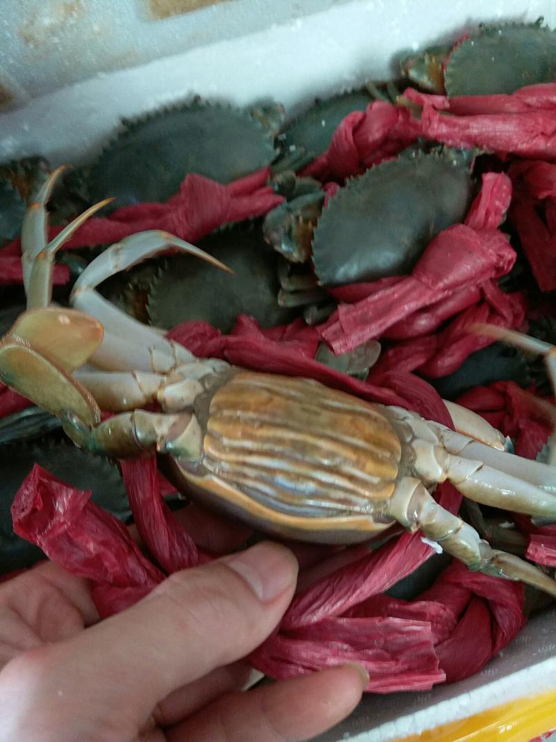 青蟹4-6两/只红膏蟹红鲟母蟹肉质鲜美