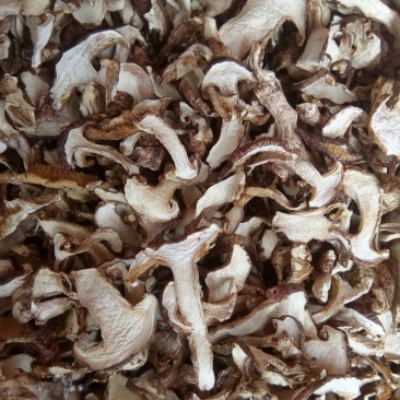 青杆菌
