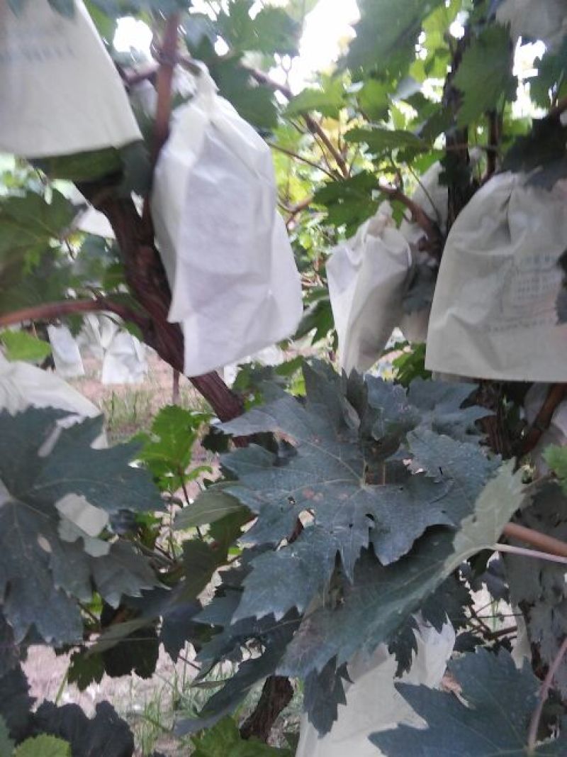 紫甜无核5%以下1.5~2斤