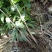 芒果苗1m以下