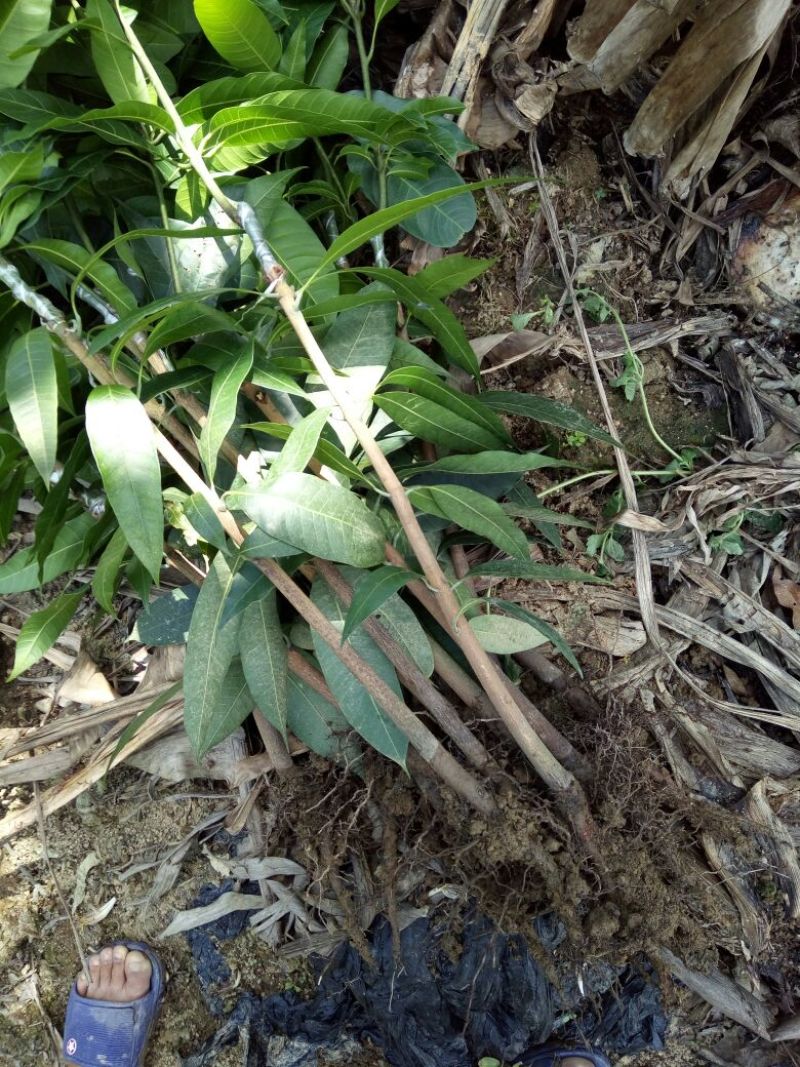芒果苗1m以下