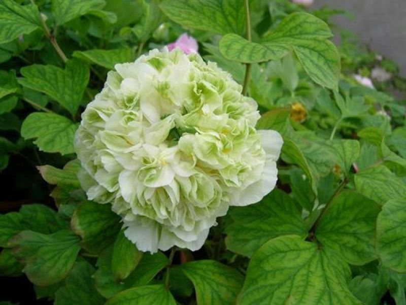 豆绿10~12cm4cm以下0.5米以下