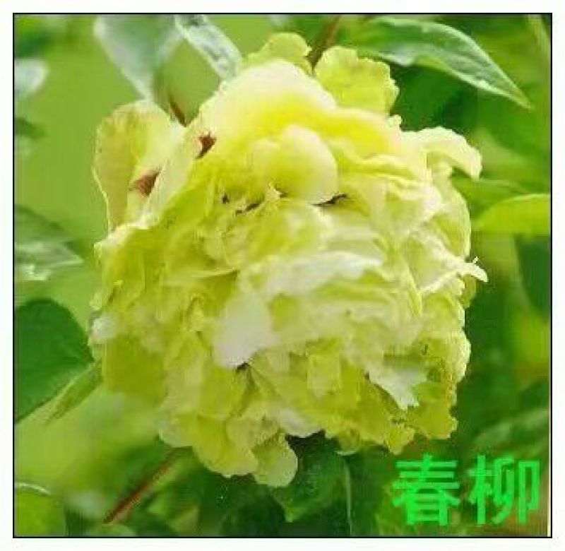 豆绿10~12cm4cm以下0.5米以下