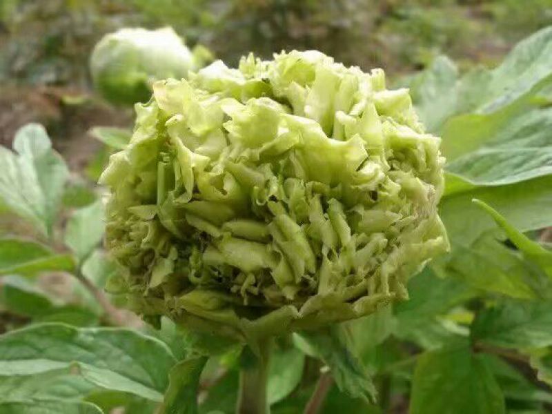 豆绿10~12cm4cm以下0.5米以下