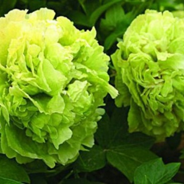 豆绿10~12cm4cm以下0.5米以下