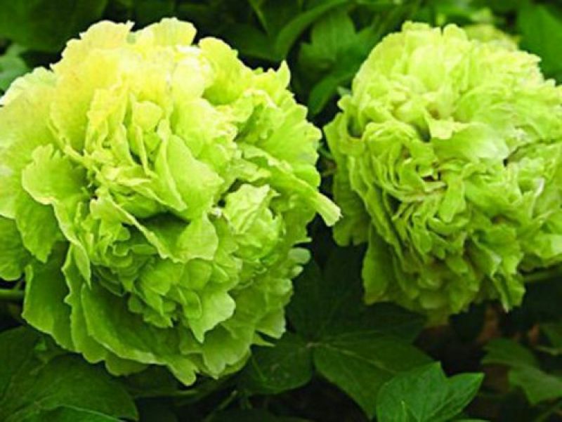 豆绿10~12cm4cm以下0.5米以下