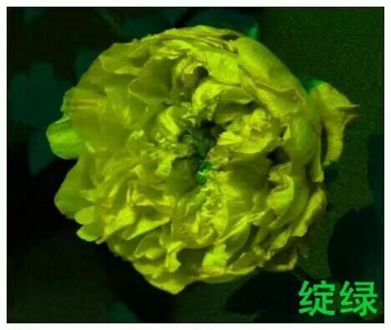 豆绿10~12cm4cm以下0.5米以下