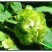 豆绿10~12cm4cm以下0.5米以下