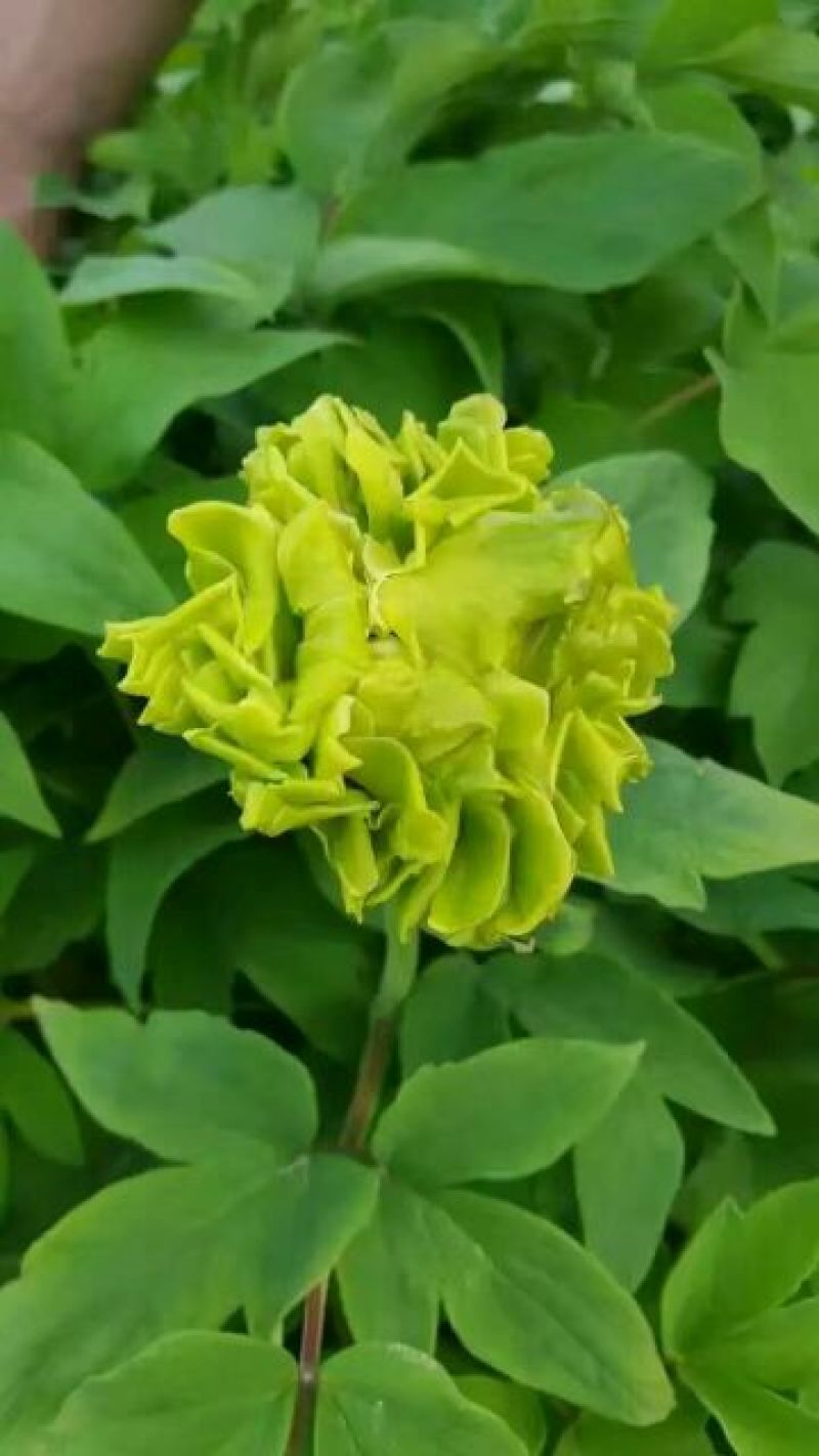 豆绿10~12cm4cm以下0.5米以下