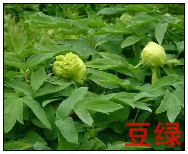 豆绿10~12cm4cm以下0.5米以下