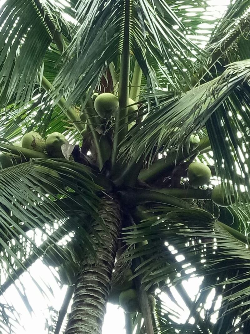 椰青去皮椰子