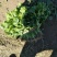 【荐】精品凌海大叶香菜25~28公分无黄叶做工好