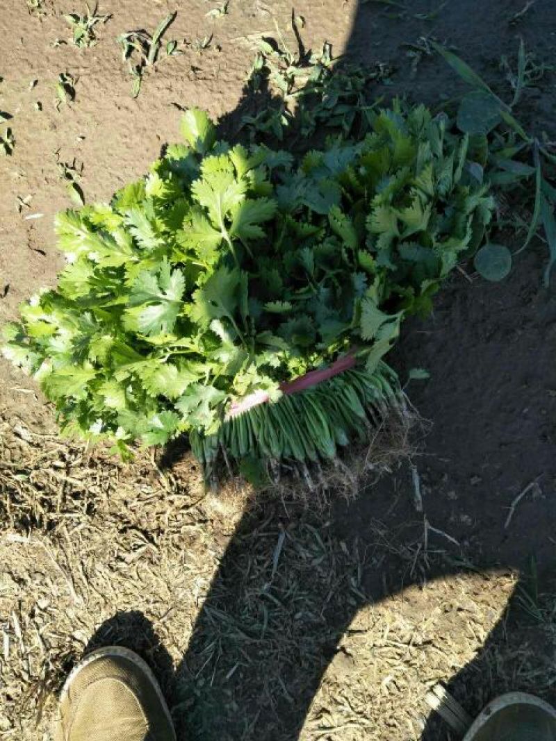 【荐】精品凌海大叶香菜25~28公分无黄叶做工好