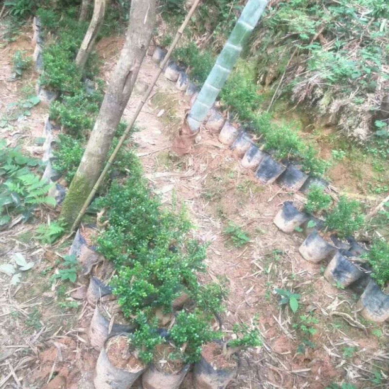 树桩赤楠