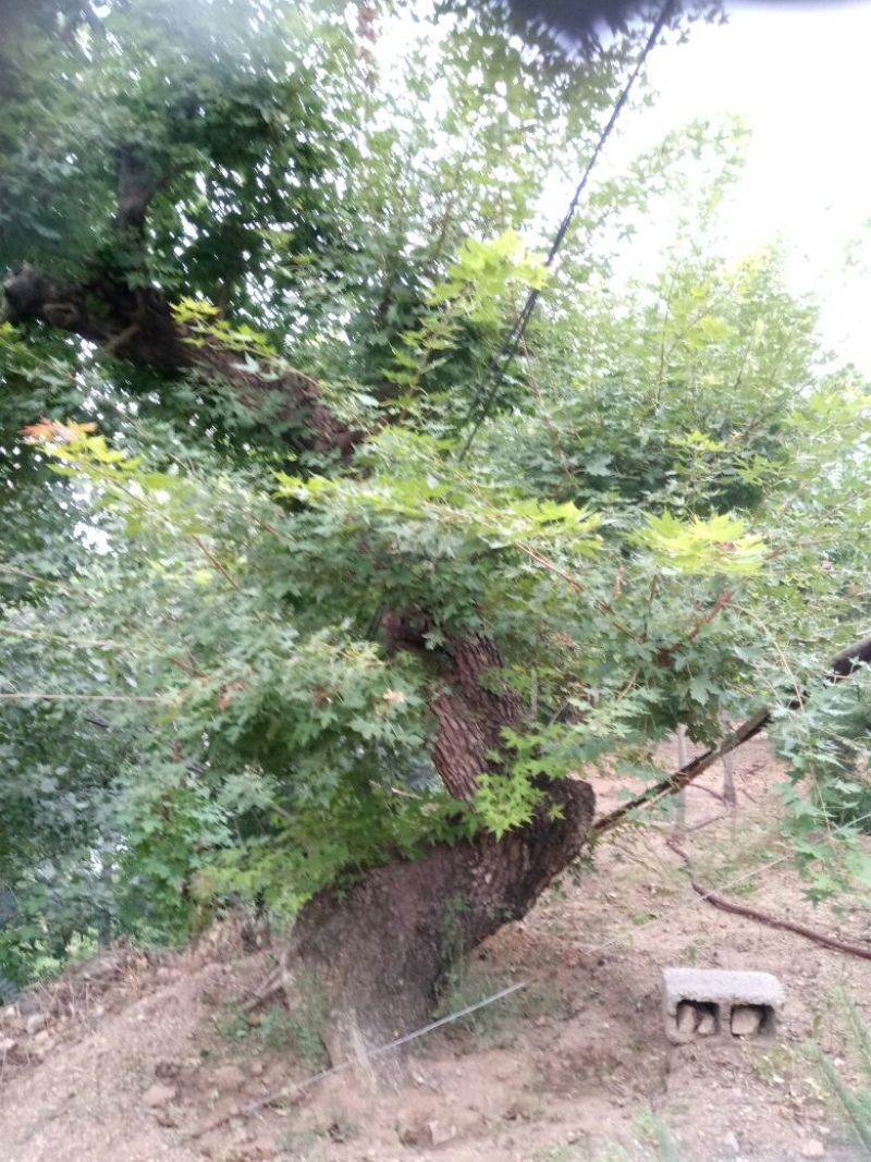 三角枫树桩35cm以上