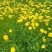 野菊花统货