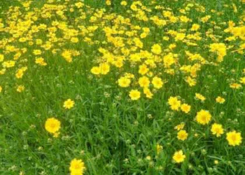野菊花统货