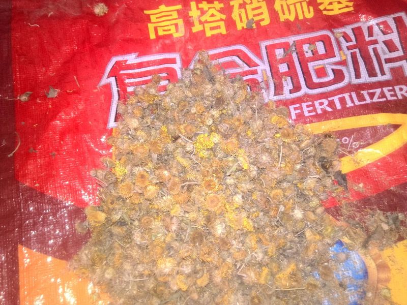 野菊花统货