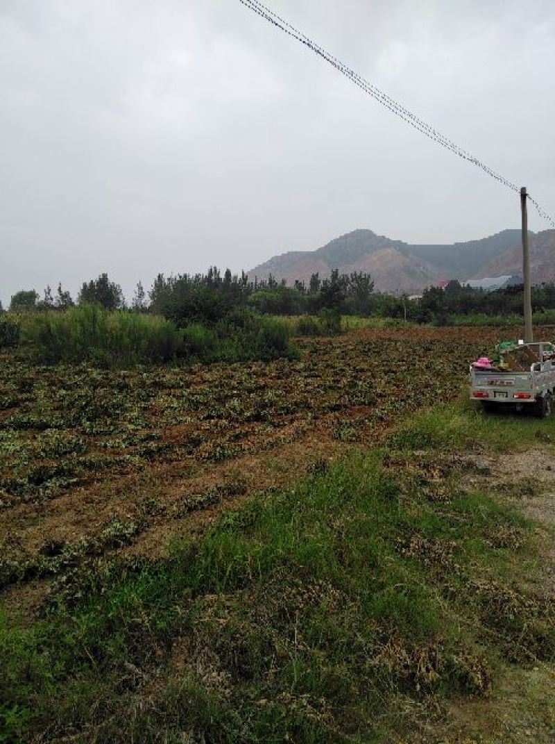 正阳花生鲜货带壳