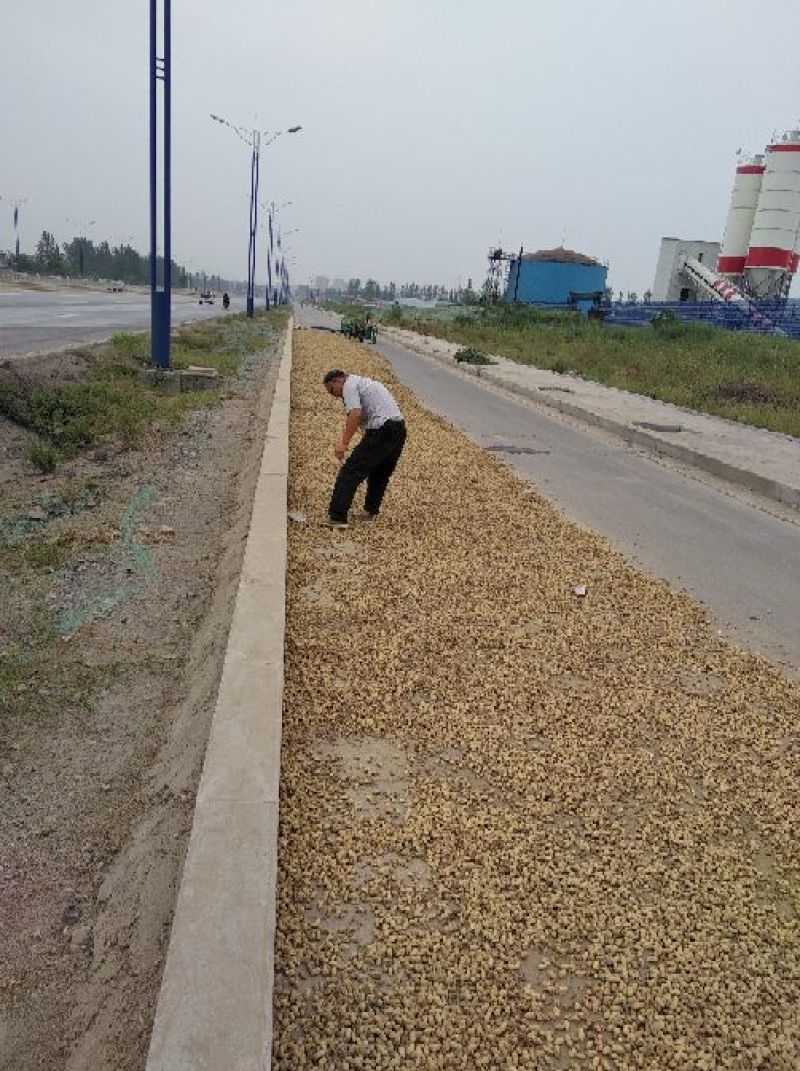 正阳花生鲜货带壳