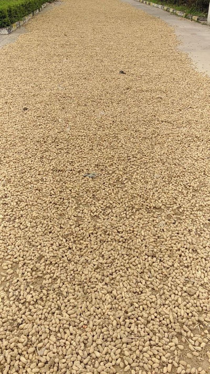 正阳花生鲜货带壳