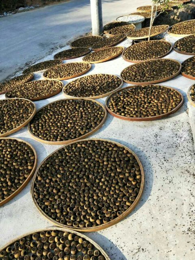 网红款普洱小青柑罐装500克，产家直销