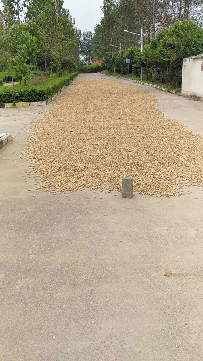 正阳花生鲜货带壳