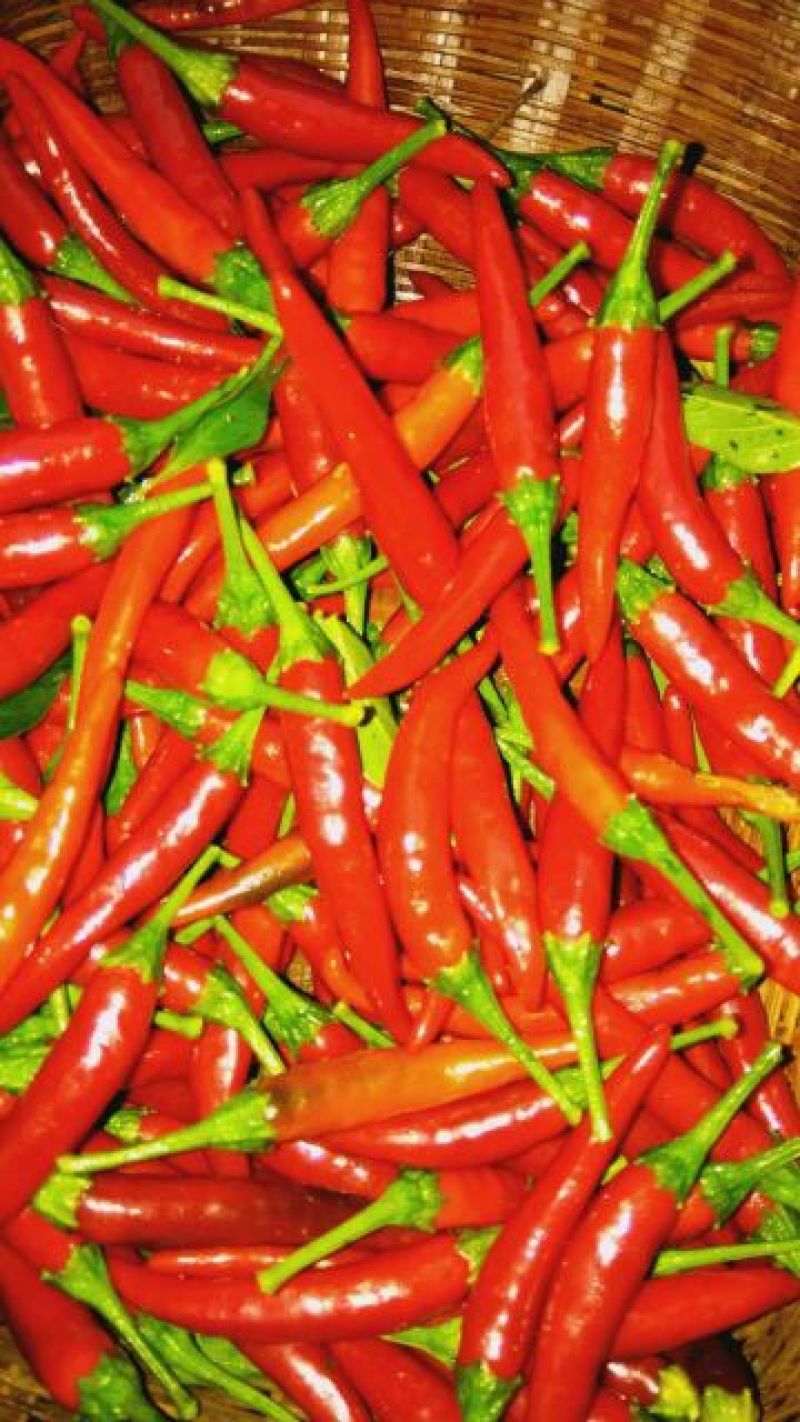 朝天椒5~10厘米特辣红