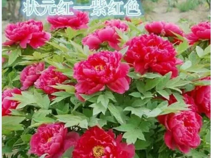 牡丹牡丹红色，白色，粉色