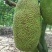 菠萝蜜10~15公斤