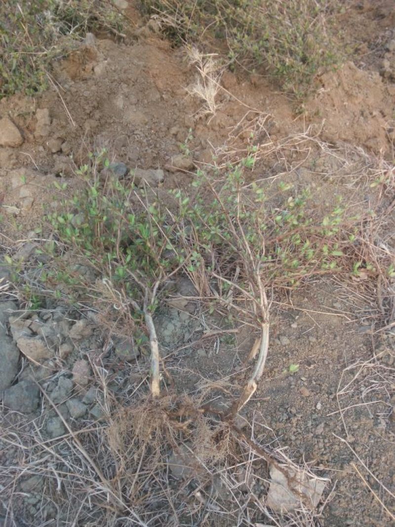 金银花1米以下
