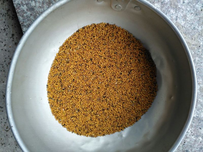 甘蓝型油菜籽1级