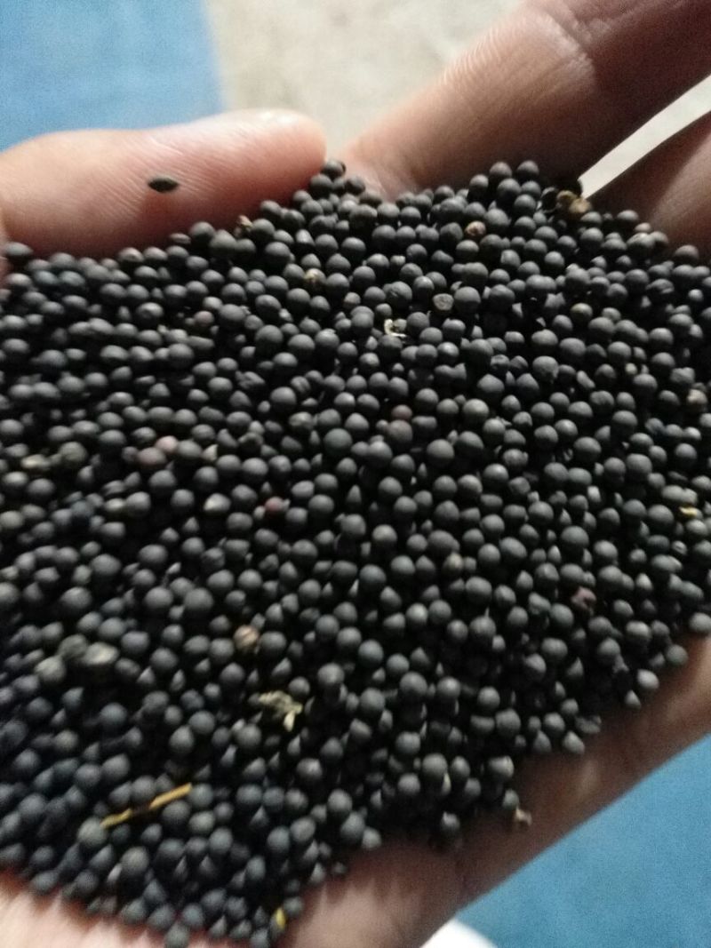 甘蓝型油菜籽1级