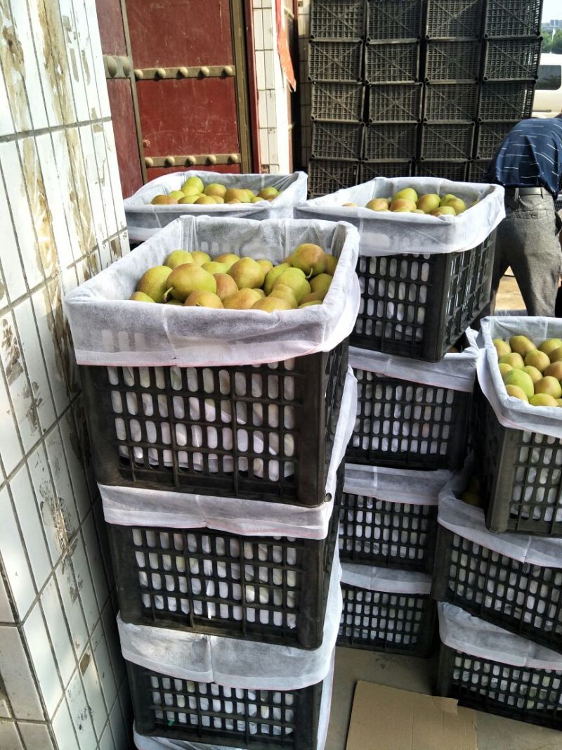 【实力无渣】红香酥梨陕西香梨皮薄脆甜果面干净果行好