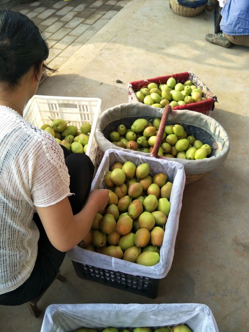 【实力无渣】红香酥梨陕西香梨皮薄脆甜果面干净果行好