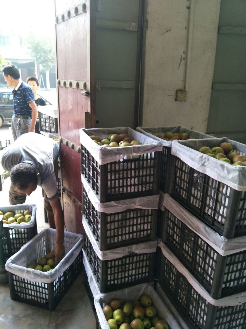 【实力无渣】红香酥梨陕西香梨皮薄脆甜果面干净果行好
