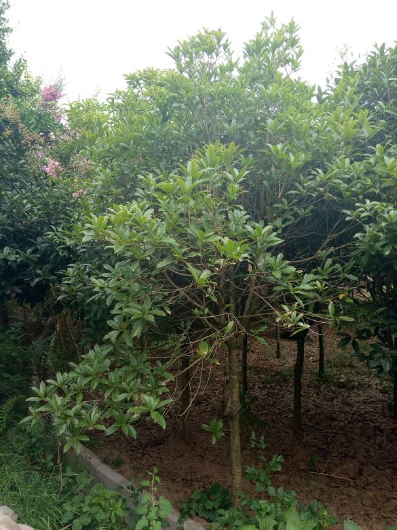 八月桂14~16cm3.5~4米1~2米