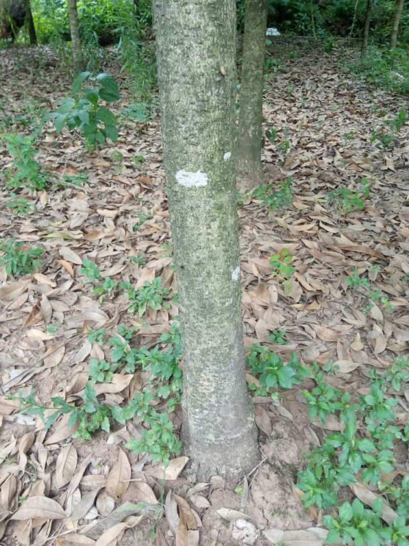 八月桂14~16cm3.5~4米1~2米