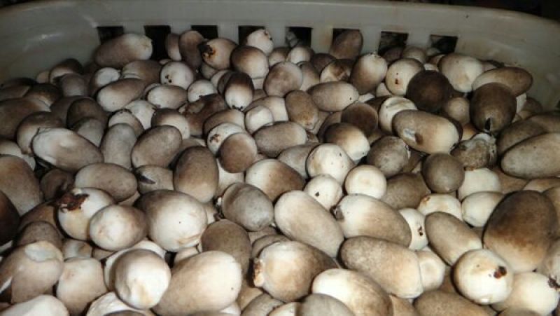 草菇3cm以上