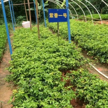 紫香1号百香果苗10~20cm