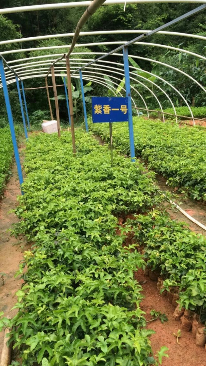 紫香1号百香果苗10~20cm