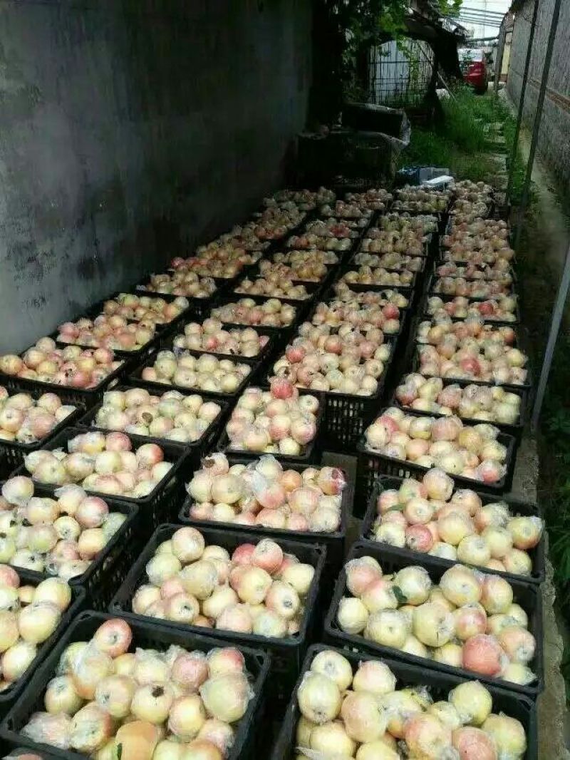 嘎啦苹果红露，果园看货直销价格口感脆甜