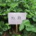 红颜草莓苗10~20cm