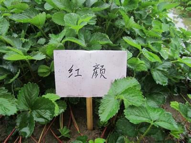 红颜草莓苗10~20cm