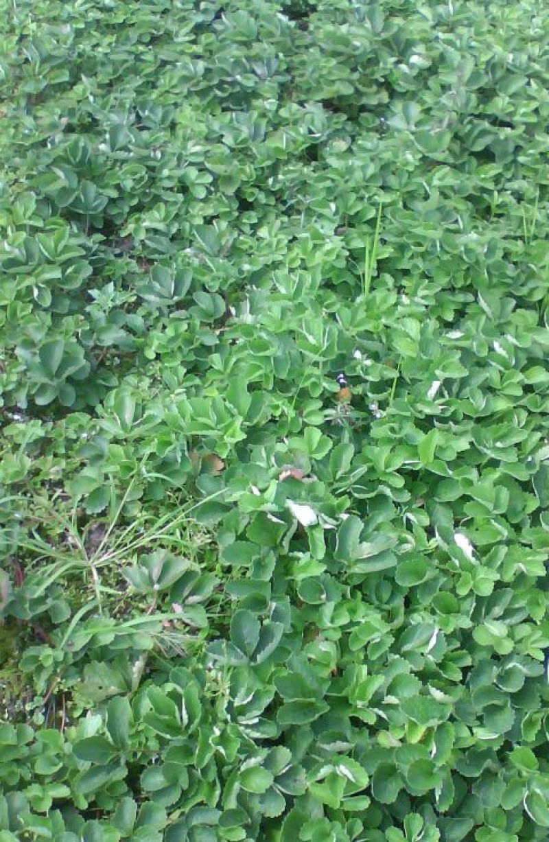 红颜草莓苗10~20cm