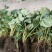 红颜草莓苗10~20cm