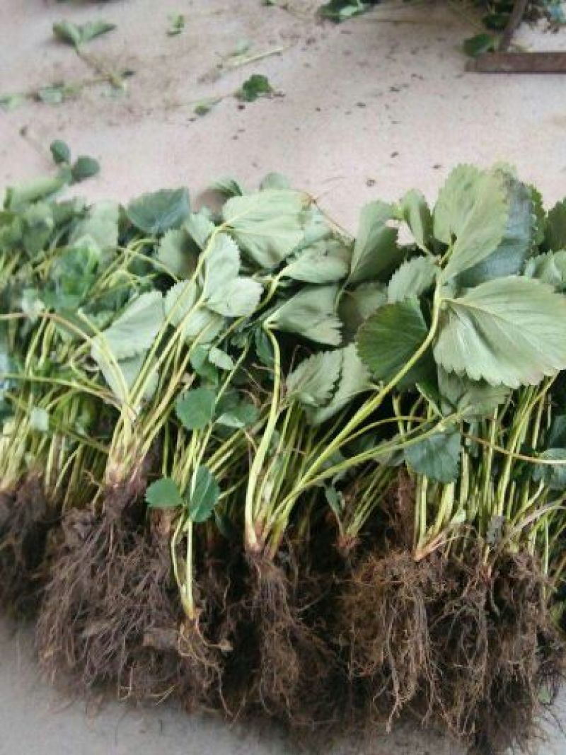 红颜草莓苗10~20cm
