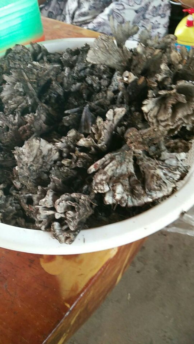 干巴菌一级
