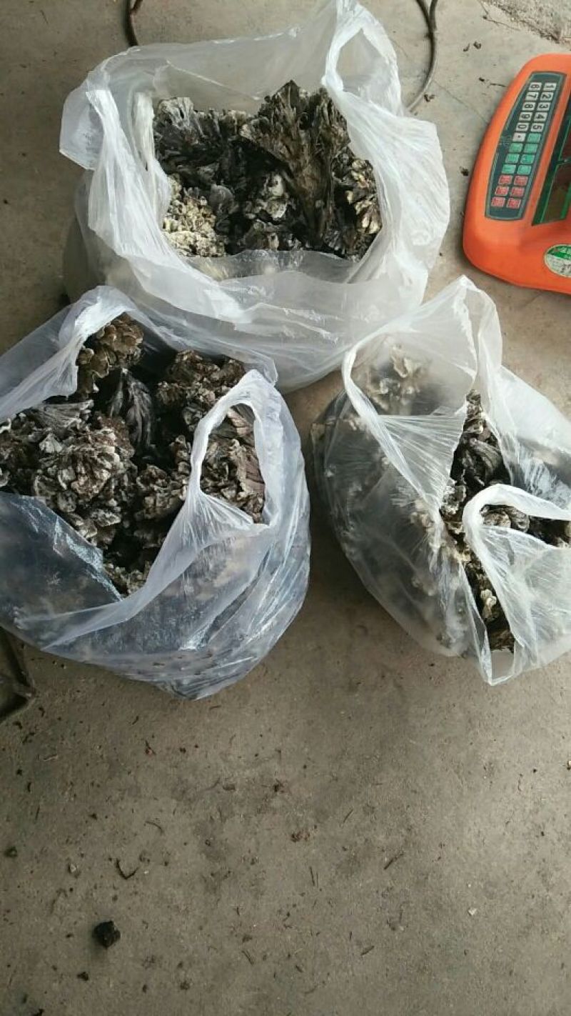 干巴菌一级
